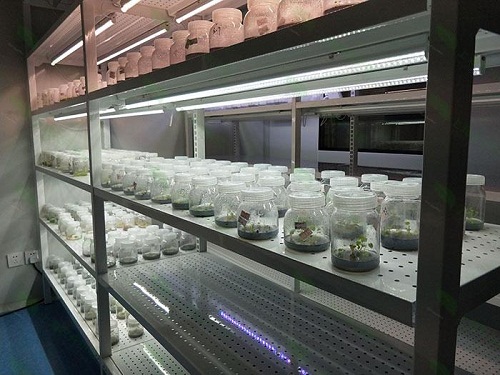 武都植物组织培养实验室设计建设方案